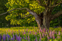 Sugar Hill Lupines