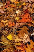Fall foliage - Henniker NH