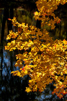 Fall foliage - Henniker NH