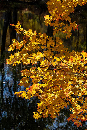 Fall foliage - Henniker NH
