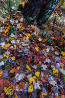 Colorful fall leaves
