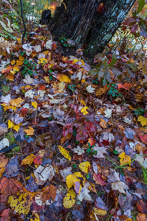 Colorful fall leaves