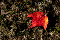 Fall foliage - Henniker NH