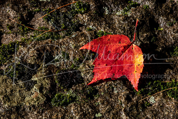 Fall foliage - Henniker NH