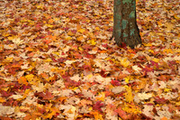 Fall Color -3