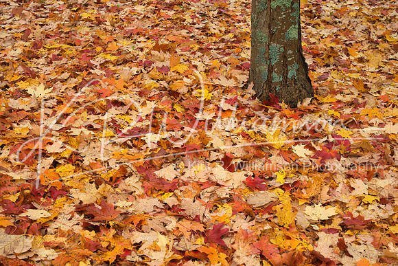 Fall Color -3