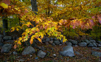 Fall Color