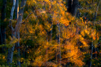 Fall Color -15
