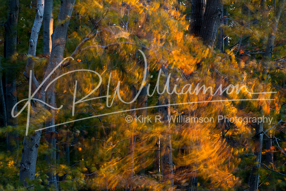 Fall Color -15