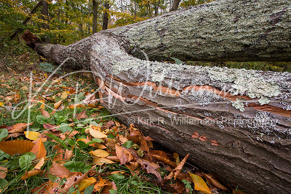 Fall Color and fallen oak -10