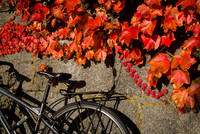 Fall Color-8