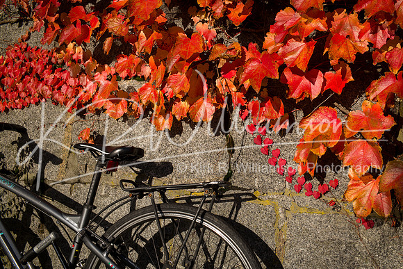 Fall Color-8