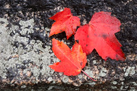 Fall Color -5