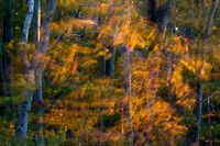 Fall Color -16