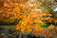Fall Color -2