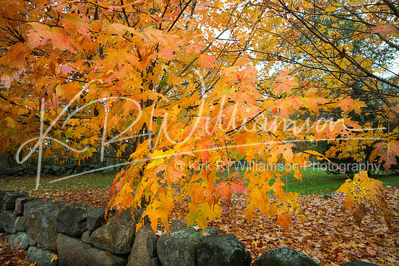 Fall Color -2