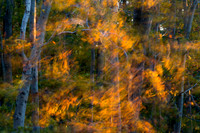 Fall Color -14