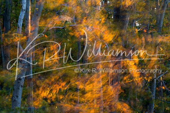 Fall Color -14