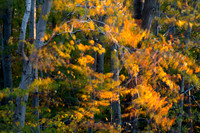 Fall Color -13