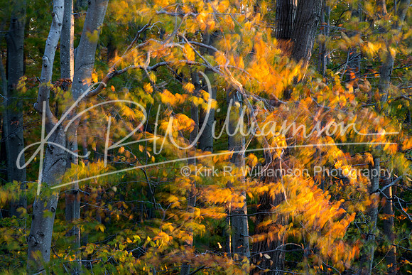 Fall Color -13