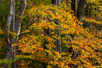 Fall Color -12