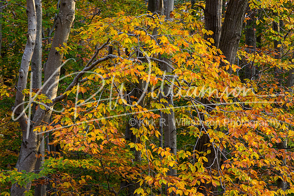 Fall Color -12