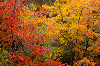 Fall Color -4