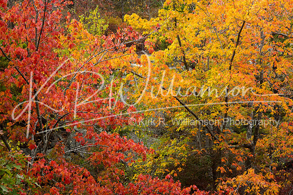 Fall Color -4