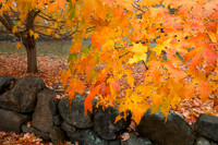 Fall Color -6
