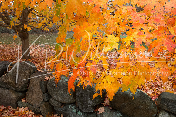 Fall Color -6