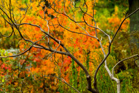 Fall Color -1 1