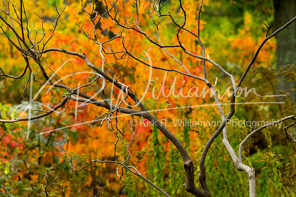 Fall Color -1 1
