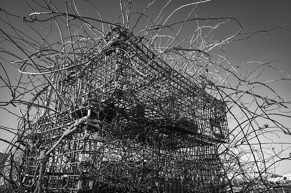 Overgrown Lobster trap, Gloucester MA