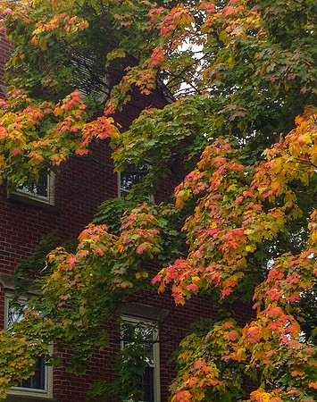 Fall colors in Marblehead